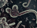 Kemenkes Pastikan Indonesia Belum Temukan Kasus Virus Ebola